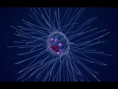 Camera 1: 2026 Cook Islands ROV Exploration (EX2605) thumbnail