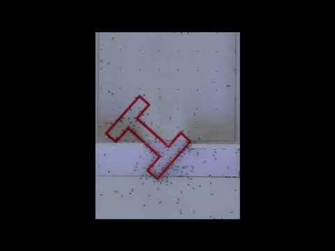 Sample solutions of ant groups in various puzzles thumbnail