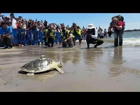 Pancake returns to the ocean thumbnail