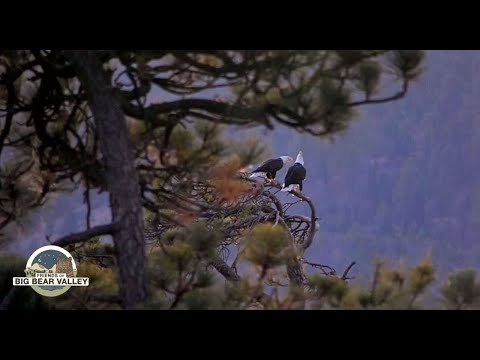 Big Bear Bald Eagle Wide View - Cam 2 thumbnail