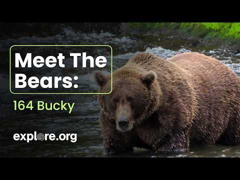Meet Bear 164 Bucky thumbnail