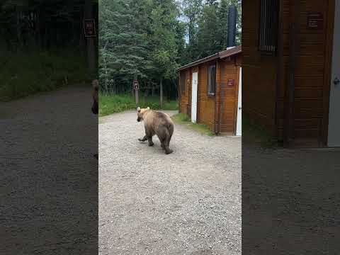 Katmai subadult bear encounter thumbnail