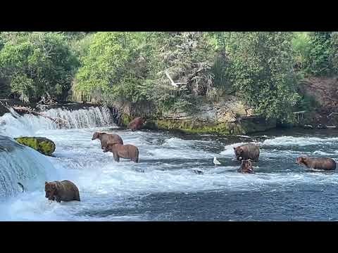Katmai bears goin' fishing thumbnail