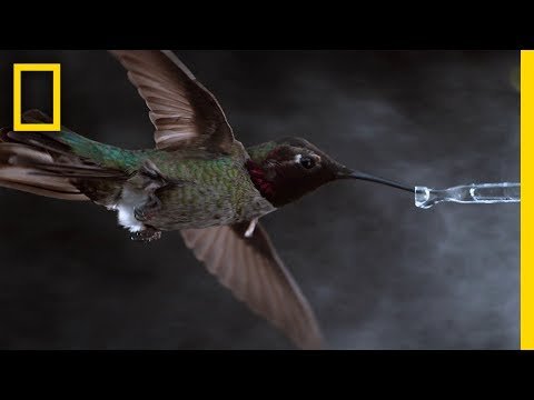 See Hummingbirds Fly, Shake, Drink in Amazing Slow Motion | National Geographic thumbnail