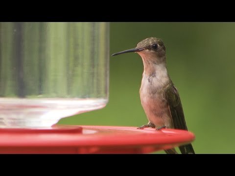 The Sounds of Hummingbirds thumbnail
