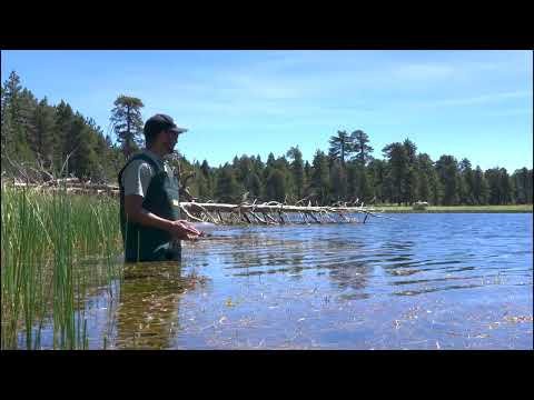 Mountain yellow-legged frog release thumbnail