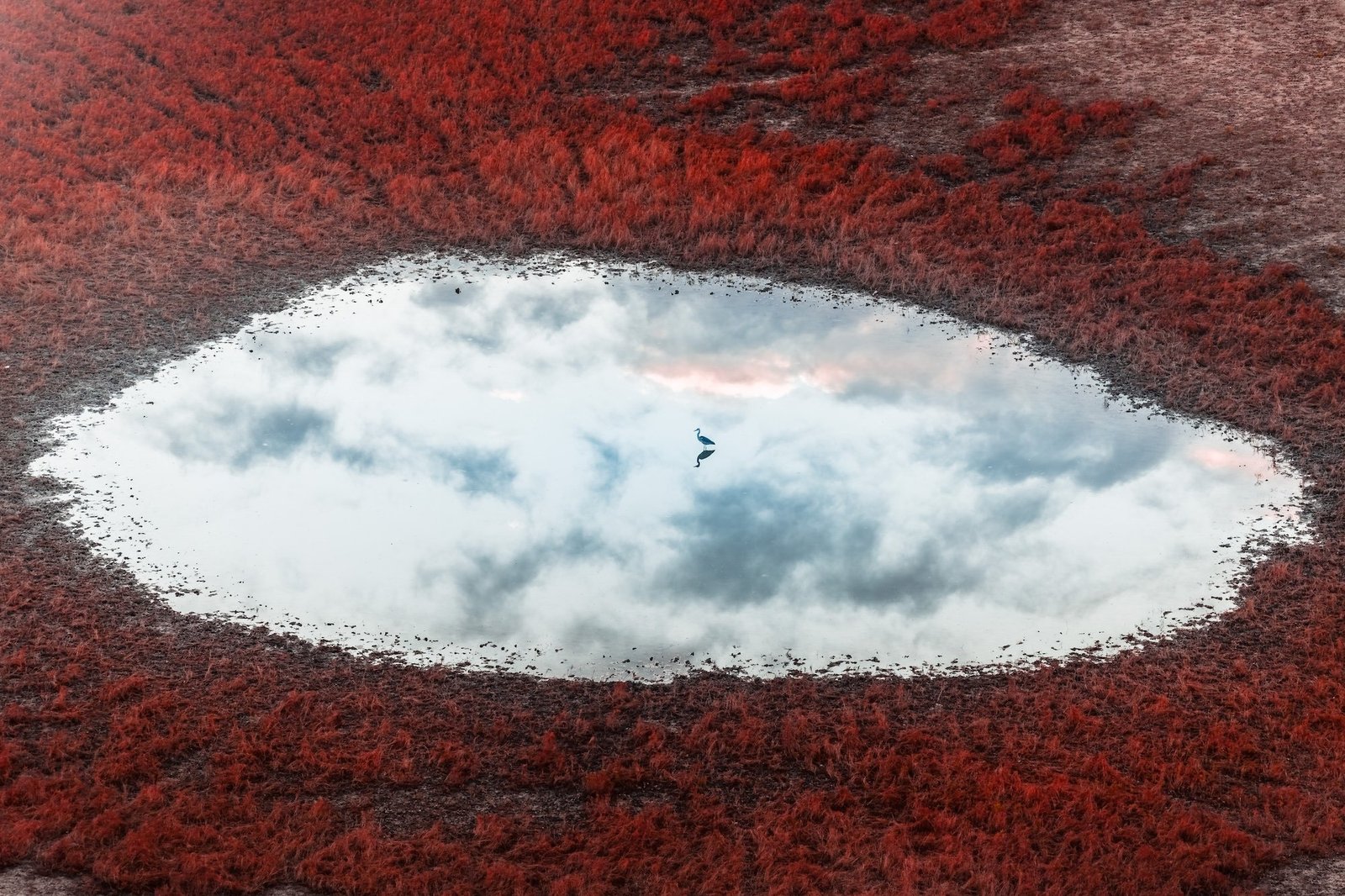 bird in lake surrounded by red grass