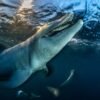 20 magnificent finalists from the 2026 Ocean Photographer of the Year awards