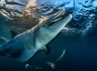 20 magnificent finalists from the 2026 Ocean Photographer of the Year awards
