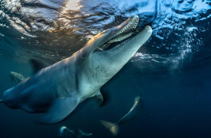 20 magnificent finalists from the 2026 Ocean Photographer of the Year awards