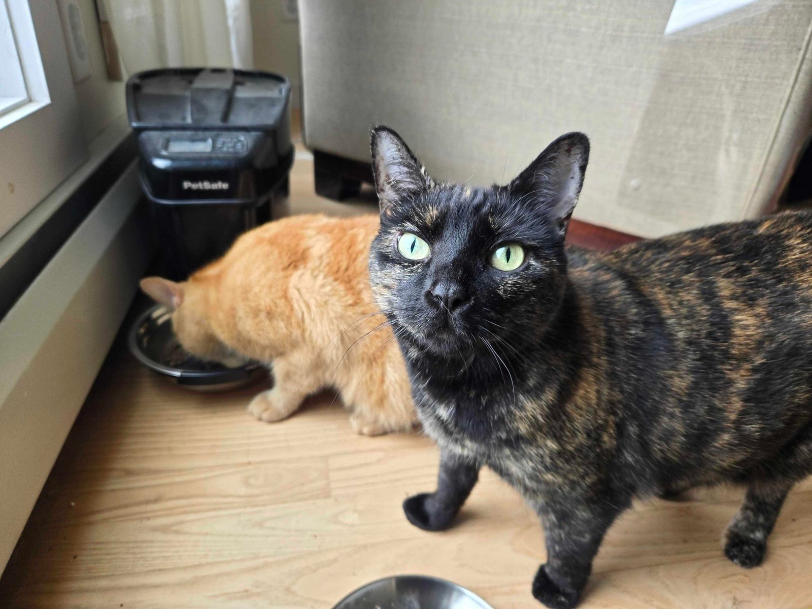 When my cats are together, only one of them gets to eat.