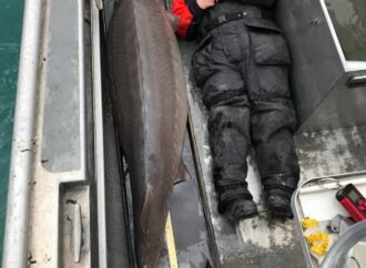300-year-old sturgeon are swimming around the Great Lakes