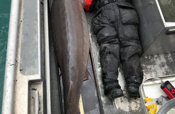 300-year-old sturgeon are swimming around the Great Lakes