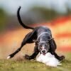 35 delightful images from the 2026 International Pet Photography Awards