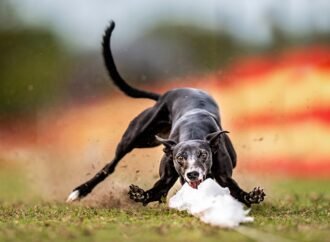 35 delightful images from the 2026 International Pet Photography Awards