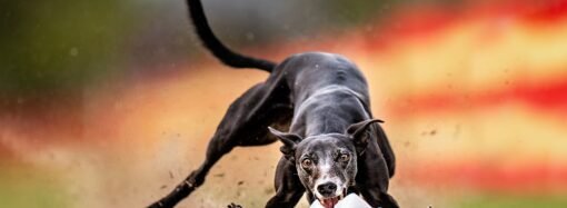 Why do dogs’ legs shake during pets? It’s not because they like it.