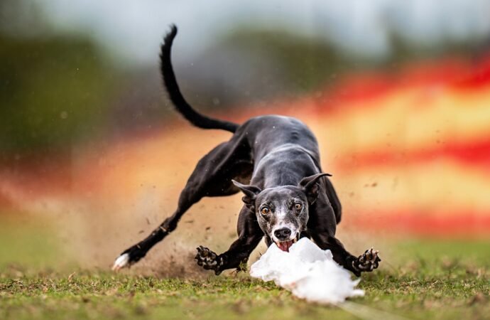 35 delightful images from the 2026 International Pet Photography Awards