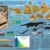 40-foot-long Kronosaurus ate a 23-foot-long marine reptile who ate a pterosaur, fossil shows