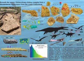 40-foot-long Kronosaurus ate a 23-foot-long marine reptile who ate a pterosaur, fossil shows