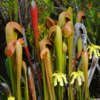 5 gnarly plants in the Okefenokee Swamp, from digestive slime to Earth’s fastest predator