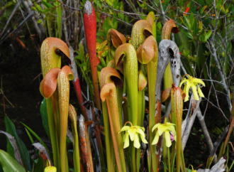 5 gnarly plants in the Okefenokee Swamp, from digestive slime to Earth’s fastest predator