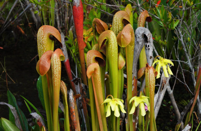 5 gnarly plants in the Okefenokee Swamp, from digestive slime to Earth’s fastest predator