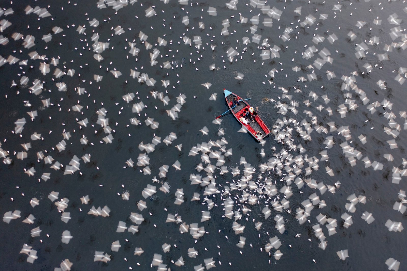 dozens of white birds surround a row boat