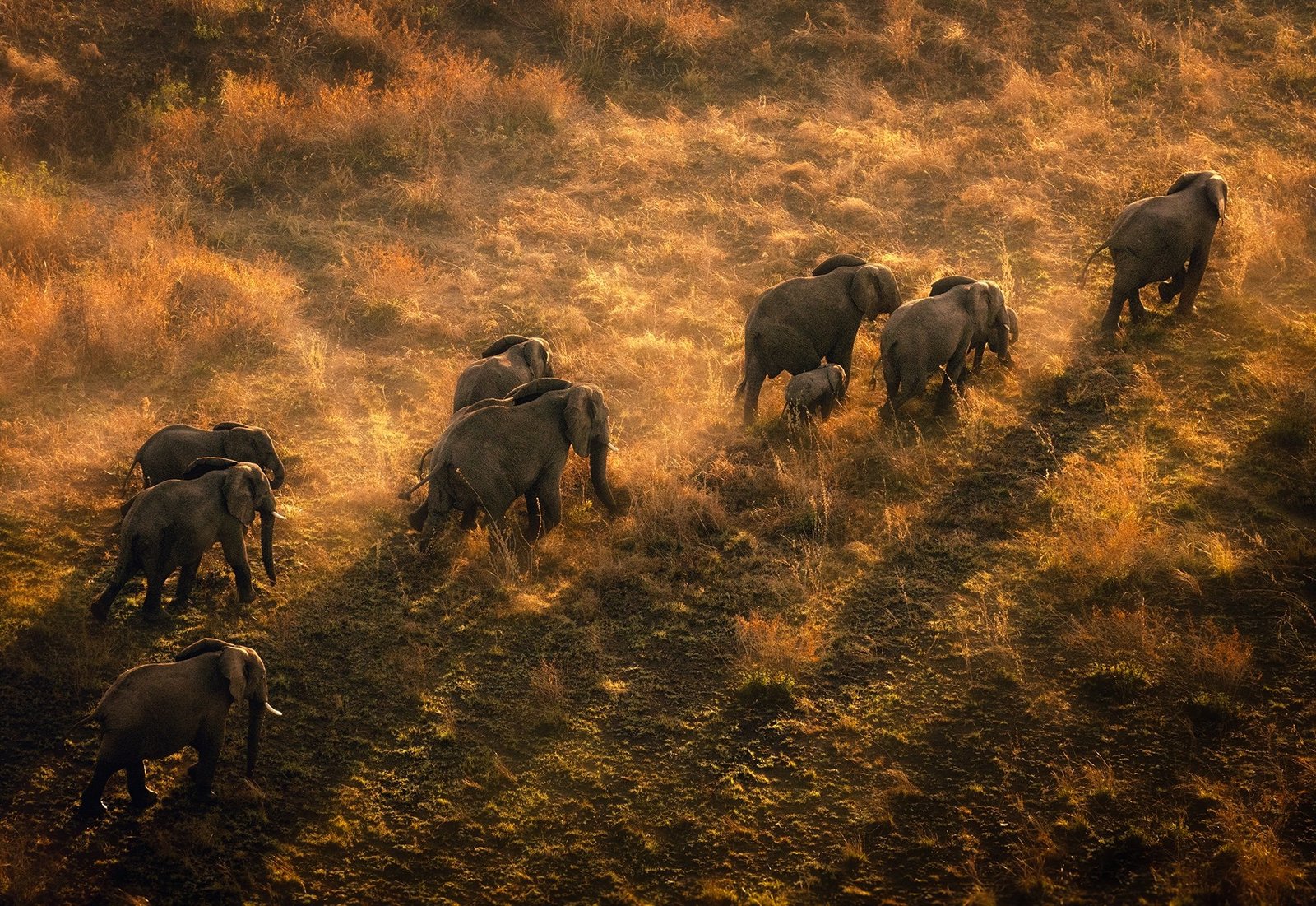 elephants walking in golden light