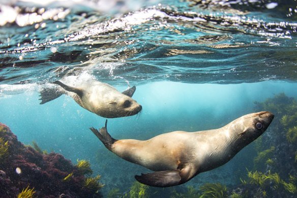 Fur seals swimming around Montague Island, Narooma. 