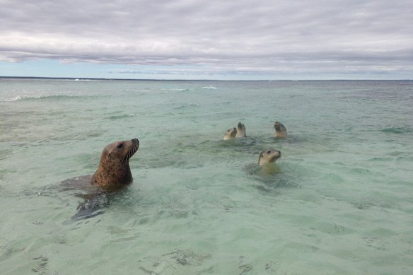 Sea lions are found along the coast from south of Esperance to north of the Abrolhos Islands.