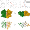 A biased allosteric modulator is a molecular glue for β2AR dimerization – Nature