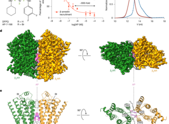 A biased allosteric modulator is a molecular glue for β2AR dimerization – Nature