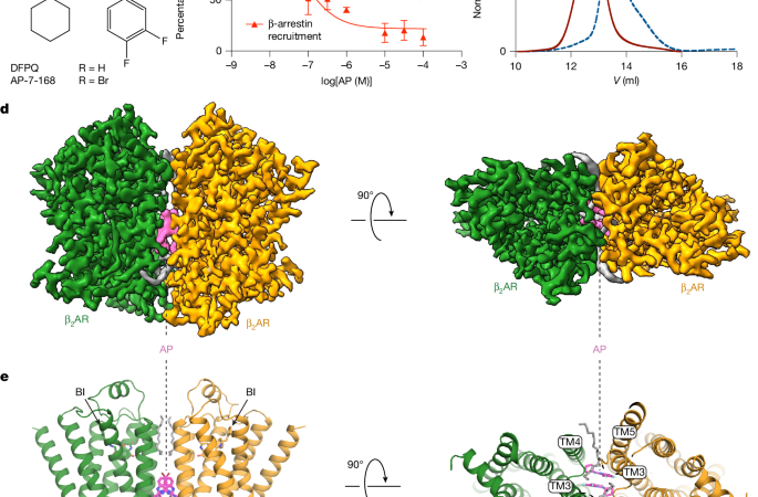A biased allosteric modulator is a molecular glue for β2AR dimerization – Nature