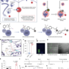 A binding-to-release strategy for targeted anticancer drug delivery – Nature