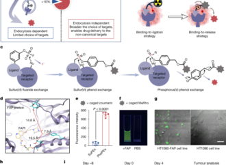 A binding-to-release strategy for targeted anticancer drug delivery – Nature
