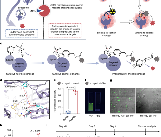 A binding-to-release strategy for targeted anticancer drug delivery – Nature