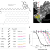 A cholinergic hub in the nucleus accumbens gates opioid-reward learning – Nature