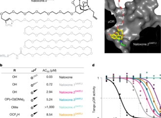 A cholinergic hub in the nucleus accumbens gates opioid-reward learning – Nature