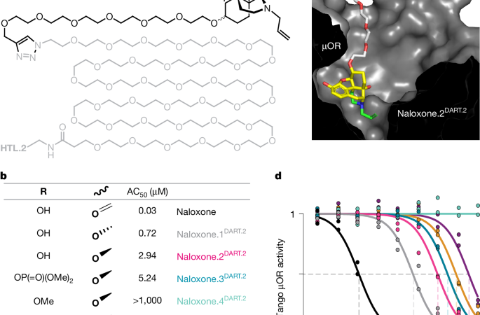 A cholinergic hub in the nucleus accumbens gates opioid-reward learning – Nature