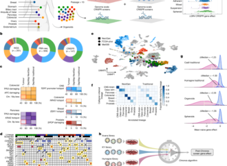A dependency map enhanced with next-generation 3D cancer models – Nature