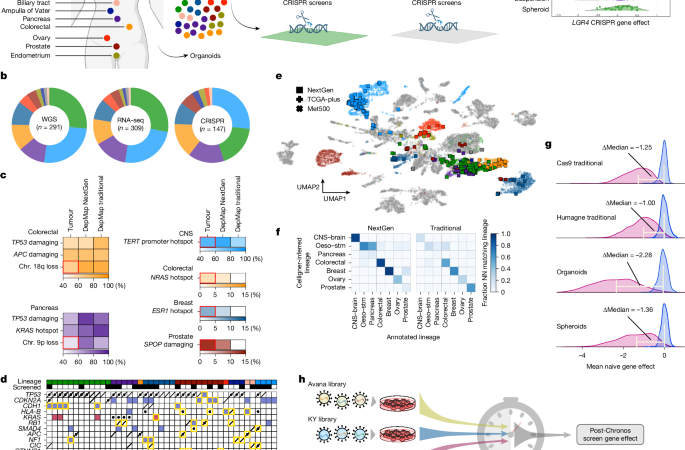 A dependency map enhanced with next-generation 3D cancer models – Nature