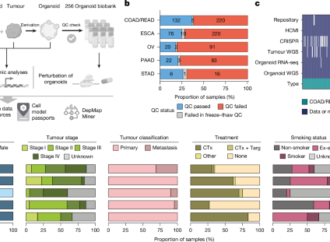 A tumour-derived organoid biobank maps cancer gene dependencies – Nature
