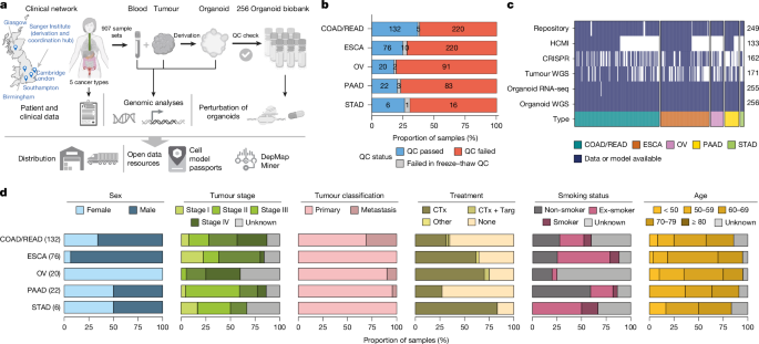 A tumour-derived organoid biobank maps cancer gene dependencies – Nature