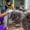 AI models are being used to track zoonotic diseases. Will they prevent the next pandemic?