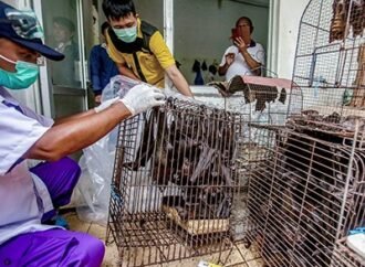 AI models are being used to track zoonotic diseases. Will they prevent the next pandemic?