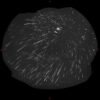 APOD: 2026 August 22 – Mostly Perseids – NASA Science