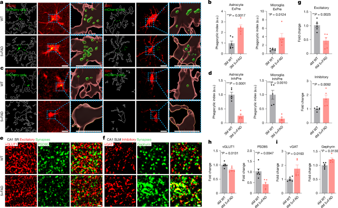 Aberrant excitatory neuronal ERBB4 promotes Alzheimer’s disease pathology – Nature