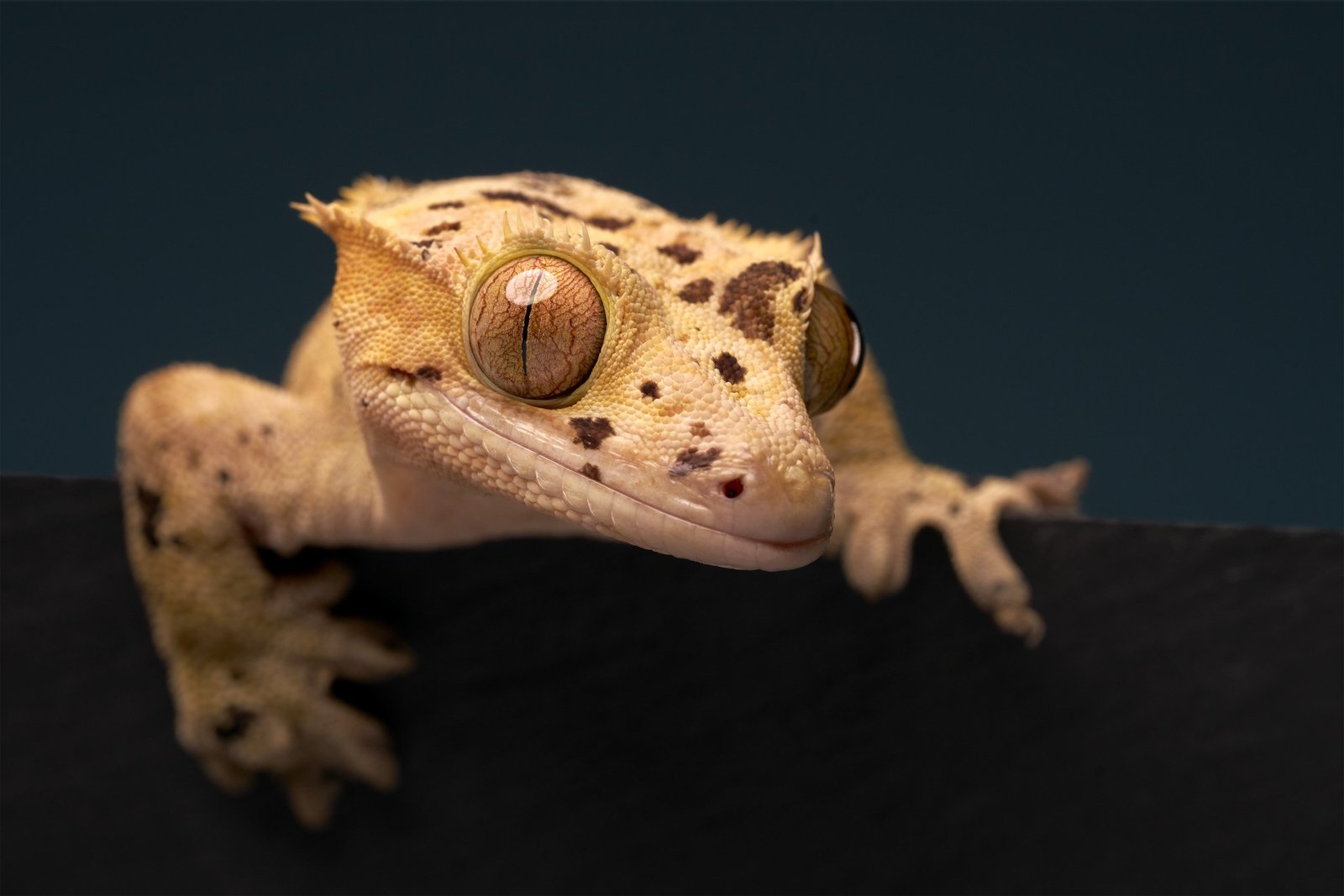 lizard close-up