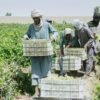 Afghanistan’s grape harvest is turning into raisins — literally — as exports collapse | Fortune