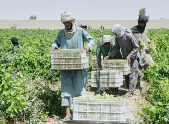 Afghanistan’s grape harvest is turning into raisins — literally — as exports collapse | Fortune